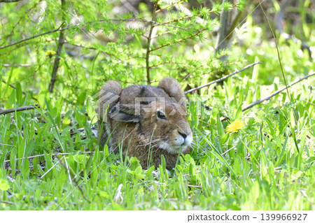 A Hokkaido hare enjoying the cool summer breeze in the shade. A Hokkaido hare enjoying the cool summer breeze in the shade. 139966927
