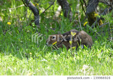 A Hokkaido hare enjoying the cool summer breeze in the shade. A Hokkaido hare enjoying the cool summer breeze in the shade. 139966928