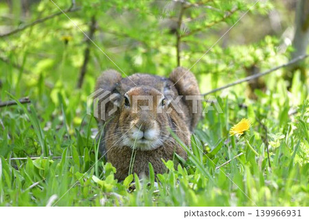 A Hokkaido hare enjoying the cool summer breeze in the shade. 139966931