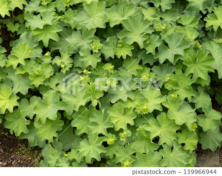 Alchemilla Morris Alchemilla Morris 139966944