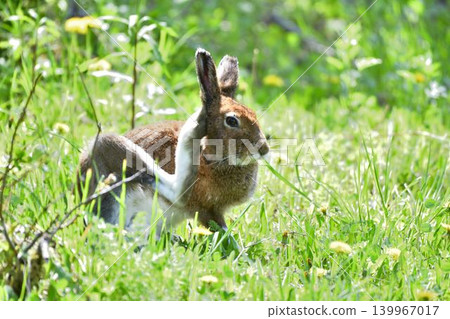 A Hokkaido hare resting in a summer meadow. A Hokkaido hare resting in a summer meadow. 139967017