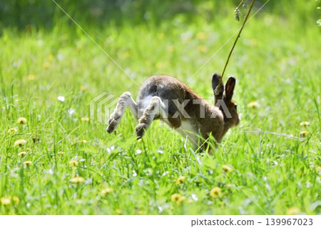 A Hokkaido hare resting in a summer meadow. A Hokkaido hare resting in a summer meadow. 139967023