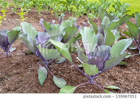 A scene from a home garden where purple cabbage is growing. A scene from a home garden where purple cabbage is growing. 139967051