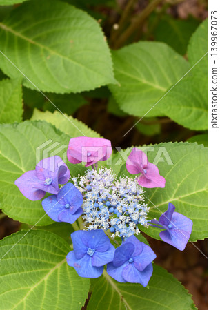 Gradient-colored hydrangea 139967073