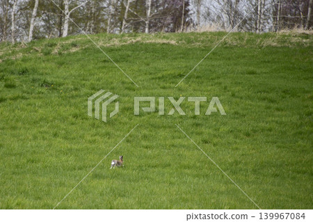 Ezo hares running around Kiyosato Hoshikaze no Oka Ezo hares running around Kiyosato Hoshikaze no Oka 139967084