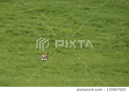 Ezo hares running around Kiyosato Hoshikaze no Oka Ezo hares running around Kiyosato Hoshikaze no Oka 139967085