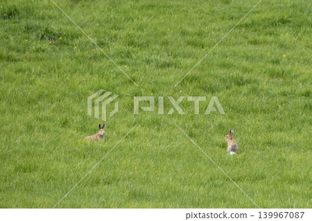 Ezo hares running around Kiyosato Hoshikaze no Oka Ezo hares running around Kiyosato Hoshikaze no Oka 139967087