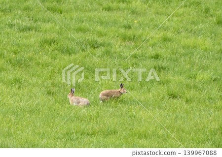 Ezo hares running around Kiyosato Hoshikaze no Oka Ezo hares running around Kiyosato Hoshikaze no Oka 139967088