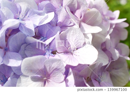 Close-up of a light purple hydrangea Close-up of a light purple hydrangea 139967100