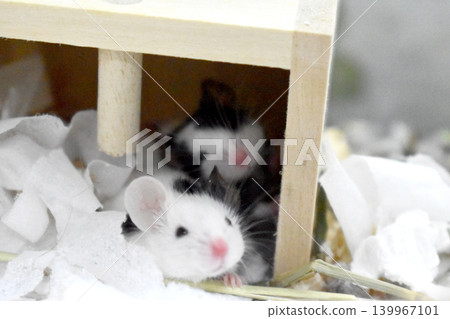 Two panda mice 139967101