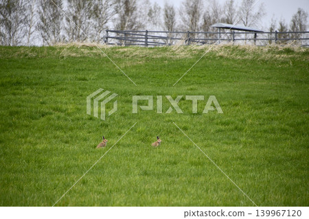 Ezo hares running around Kiyosato Hoshikaze no Oka Ezo hares running around Kiyosato Hoshikaze no Oka 139967120
