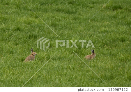 Ezo hares running around Kiyosato Hoshikaze no Oka Ezo hares running around Kiyosato Hoshikaze no Oka 139967122