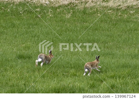 Ezo hares running around Kiyosato Hoshikaze no Oka Ezo hares running around Kiyosato Hoshikaze no Oka 139967124