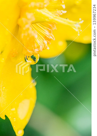 yellow flower wet in the rain 139967234