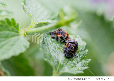 Ladybug pupae getting wet in the rain Ladybug pupae getting wet in the rain 139967238