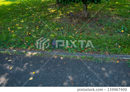 pigeon, earth's surface, ground 139967400