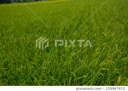 paddy, rice plant, paddy field 139967413
