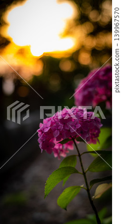 Hydrangea illuminated by the setting sun 139967570