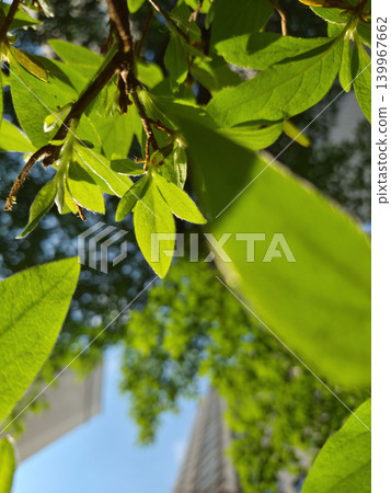 It is a close-up of an azalea leaf. It is a close-up of an azalea leaf. 139967662