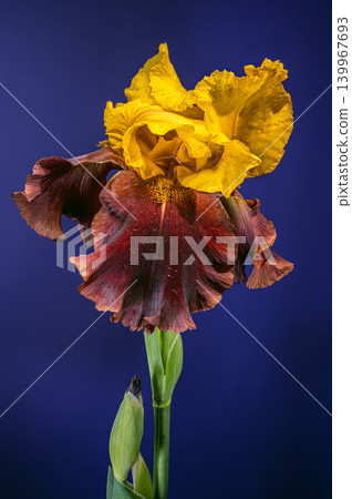 Golden and Burgundy Bearded Iris Flower on Blue Background Golden and Burgundy Bearded Iris Flower on Blue Background 139967693