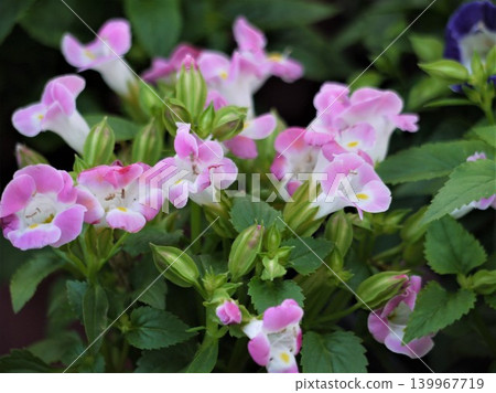 盆栽藍星花 139967719