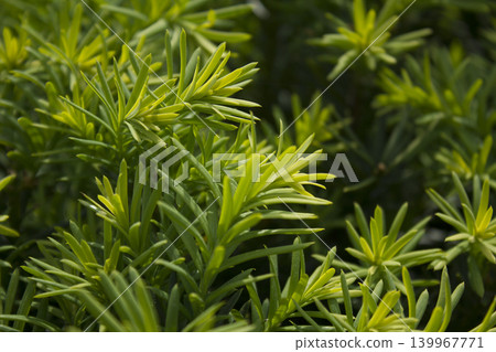 Taxus baccata close up. Green branches of yew tree(Taxus baccata, English yew Taxus baccata close up. Green branches of yew tree(Taxus baccata, English yew 139967771