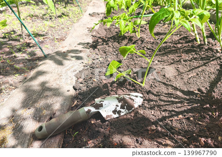 A garden trowel on fresh soil in a sunny garden bed, preparing seedlings for planting in the soil, gardening work on the farm. A garden trowel on fresh soil in a sunny garden bed, preparing seedlings for planting in the soil, gardening work on the farm. 139967790