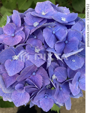 hydrangea   139967912