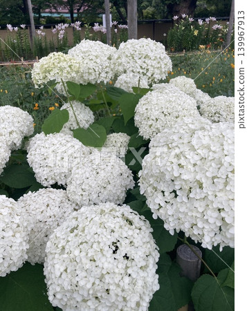 White hydrangea 139967913