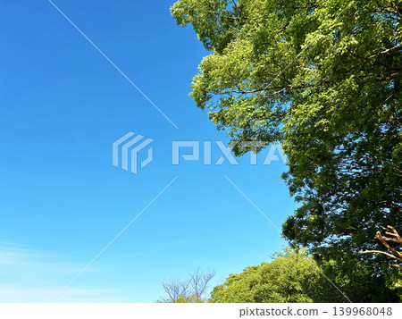 藍天和綠色樹 藍天和綠色樹 139968048