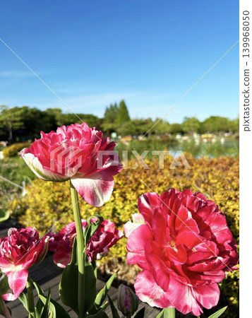 A tulip that shines in the blue sky A tulip that shines in the blue sky 139968050