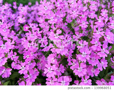 Pink primrose 139968051