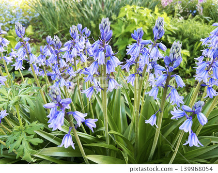 Vibrantly colored Spanish bluebells Vibrantly colored Spanish bluebells 139968054