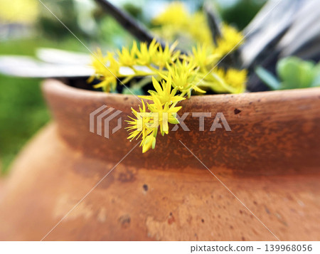 Yellow Sedum Yellow Sedum 139968056