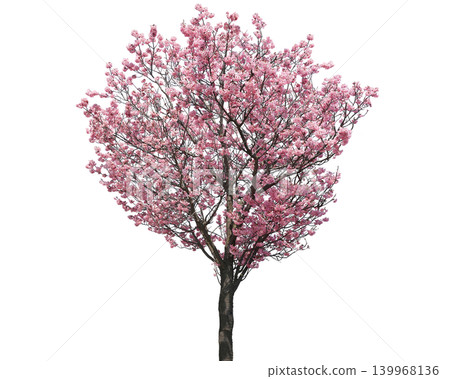 Beautiful blooming cherry blossom tree with delicate pink flowers in full spring bloom Beautiful blooming cherry blossom tree with delicate pink flowers in full spring bloom 139968136
