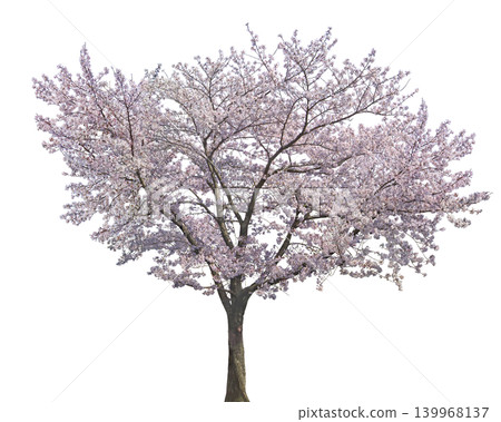 Beautiful blooming cherry blossom tree in full spring splendor with delicate pink flowers Beautiful blooming cherry blossom tree in full spring splendor with delicate pink flowers 139968137