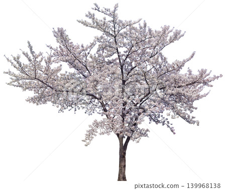 Beautiful blooming cherry blossom tree in full spring splendor with delicate flowers Beautiful blooming cherry blossom tree in full spring splendor with delicate flowers 139968138