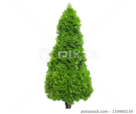 Vibrant green coniferous Smaragd tree with a conical shape and dense foliage Vibrant green coniferous Smaragd tree with a conical shape and dense foliage 139968139