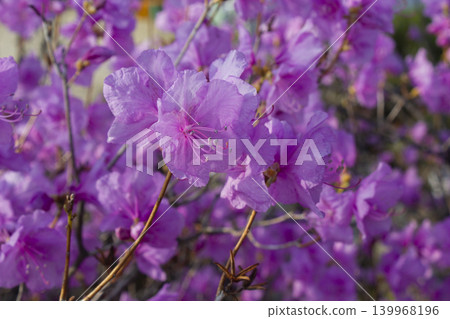 bloom, blossom, azalea 139968196