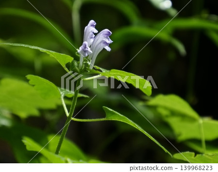 Flowers of *Okatatsunamisou* 139968223