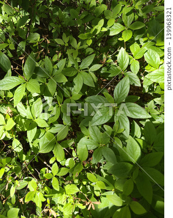 It is a close-up of an azalea leaf. It is a close-up of an azalea leaf. 139968321