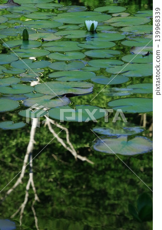 In the summer, the lotus pond at the entrance to Shiga Kogen in Yamanouchi Town, Nagano Prefecture, is in full bloom with white lotus flowers. In the summer, the lotus pond at the entrance to Shiga Kogen in Yamanouchi Town, Nagano Prefecture, is in full bloom with white lotus flowers. 139968339