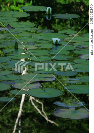 In the summer, the lotus pond at the entrance to Shiga Kogen in Yamanouchi Town, Nagano Prefecture, is in full bloom with white lotus flowers. In the summer, the lotus pond at the entrance to Shiga Kogen in Yamanouchi Town, Nagano Prefecture, is in full bloom with white lotus flowers. 139968340