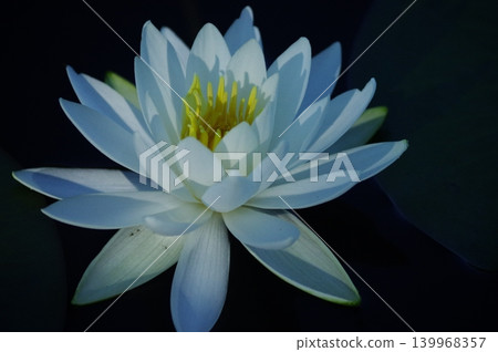 In the summer, the lotus pond at the entrance to Shiga Kogen in Yamanouchi Town, Nagano Prefecture, is in full bloom with white lotus flowers. In the summer, the lotus pond at the entrance to Shiga Kogen in Yamanouchi Town, Nagano Prefecture, is in full bloom with white lotus flowers. 139968357
