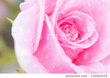 Raindrops sparkle on the pink rose petals. Raindrops sparkle on the pink rose petals. 139968459