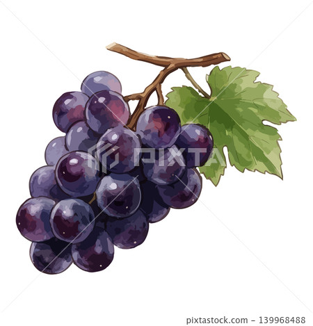 An illustration of grapes (Kyoho variety) with a juicy feel. An illustration of grapes (Kyoho variety) with a juicy feel. 139968488