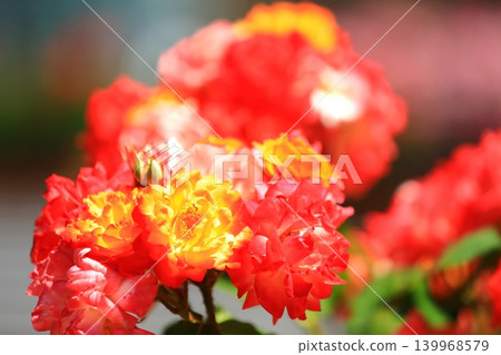 五彩繽紛的玫瑰花節鮮花 五彩繽紛的玫瑰花節鮮花 139968579