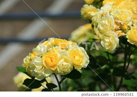 Colorful rose festival flowers Colorful rose festival flowers 139968581