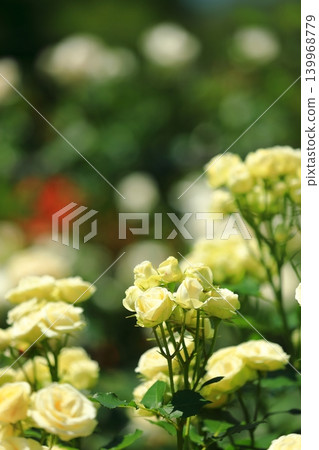 五彩繽紛的玫瑰花節鮮花 五彩繽紛的玫瑰花節鮮花 139968779