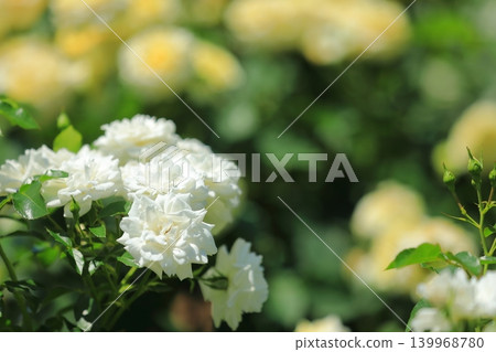 五彩繽紛的玫瑰花節鮮花 五彩繽紛的玫瑰花節鮮花 139968780